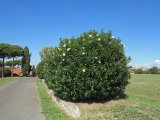 IMG_4920.JPG