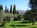 IMG_0263.JPG
